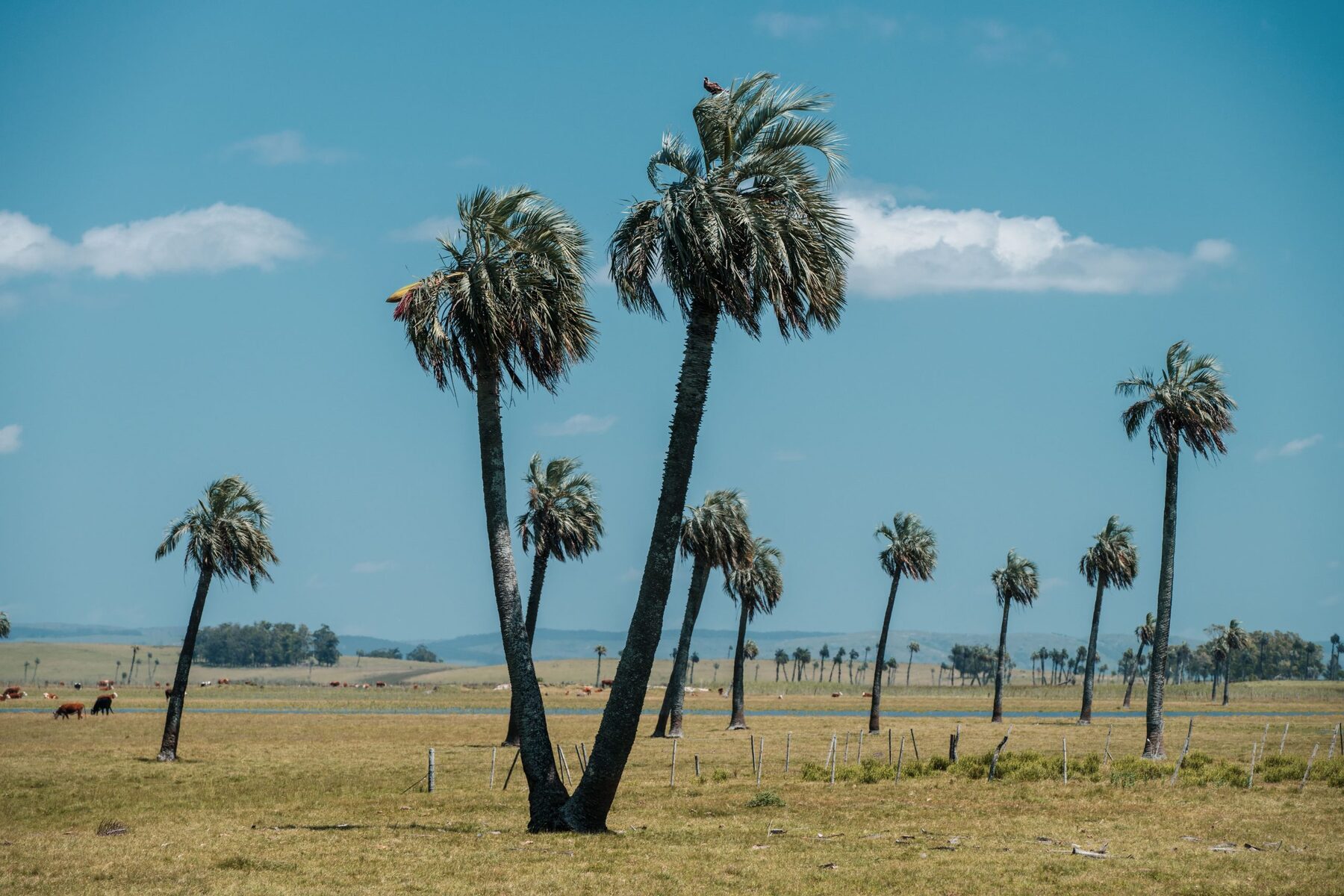 Palmares